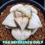Haworthia Splendens ‘Taj Mahal’ (タージマハル) [泰姬陵] Variegated - 1