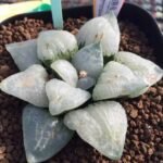 Haworthia comptoniana ‘Hakuganryu’ (白眼竜) [White eyed Dragon] - 11