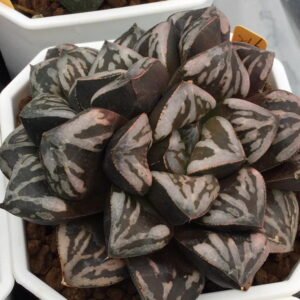 Haworthia Huko [虎克] (ブラックホワイト) - 1