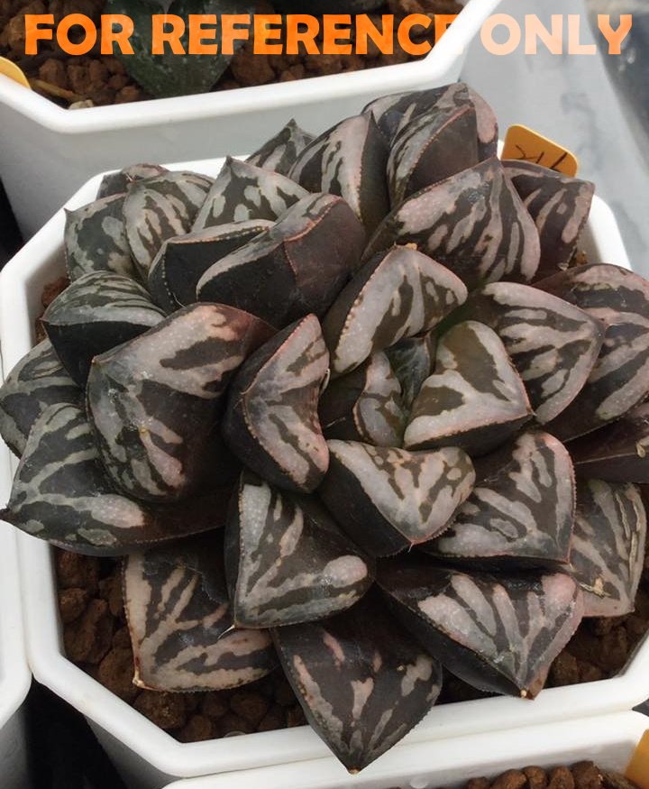 Haworthia Huko [虎克] (ブラックホワイト) - 1