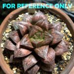 Haworthia Splendens hybrid White Wolf [御津姬] - 9