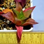 Haworthia Seedling MS 080 Black Major x Cymbiformis - 1