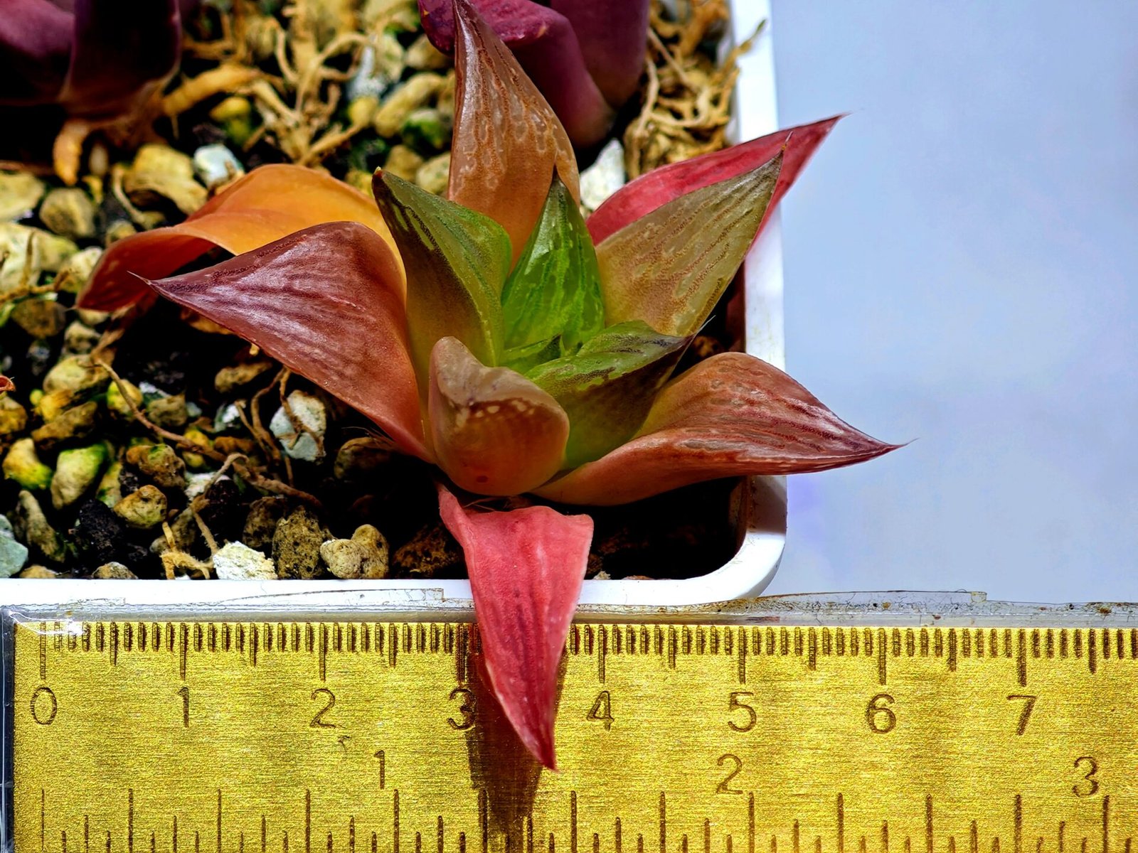 Haworthia Seedling MS 080 Black Major x Cymbiformis - 1