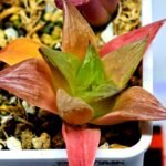 Haworthia Seedling MS 080 Black Major x Cymbiformis - 2