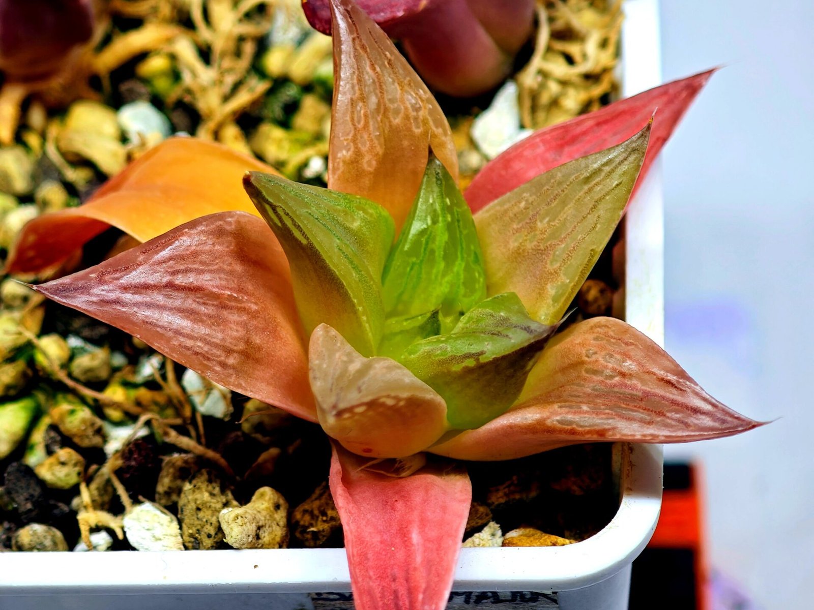 Haworthia Seedling MS 080 Black Major x Cymbiformis - 2