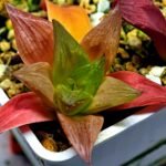 Haworthia Seedling MS 080 Black Major x Cymbiformis - 3