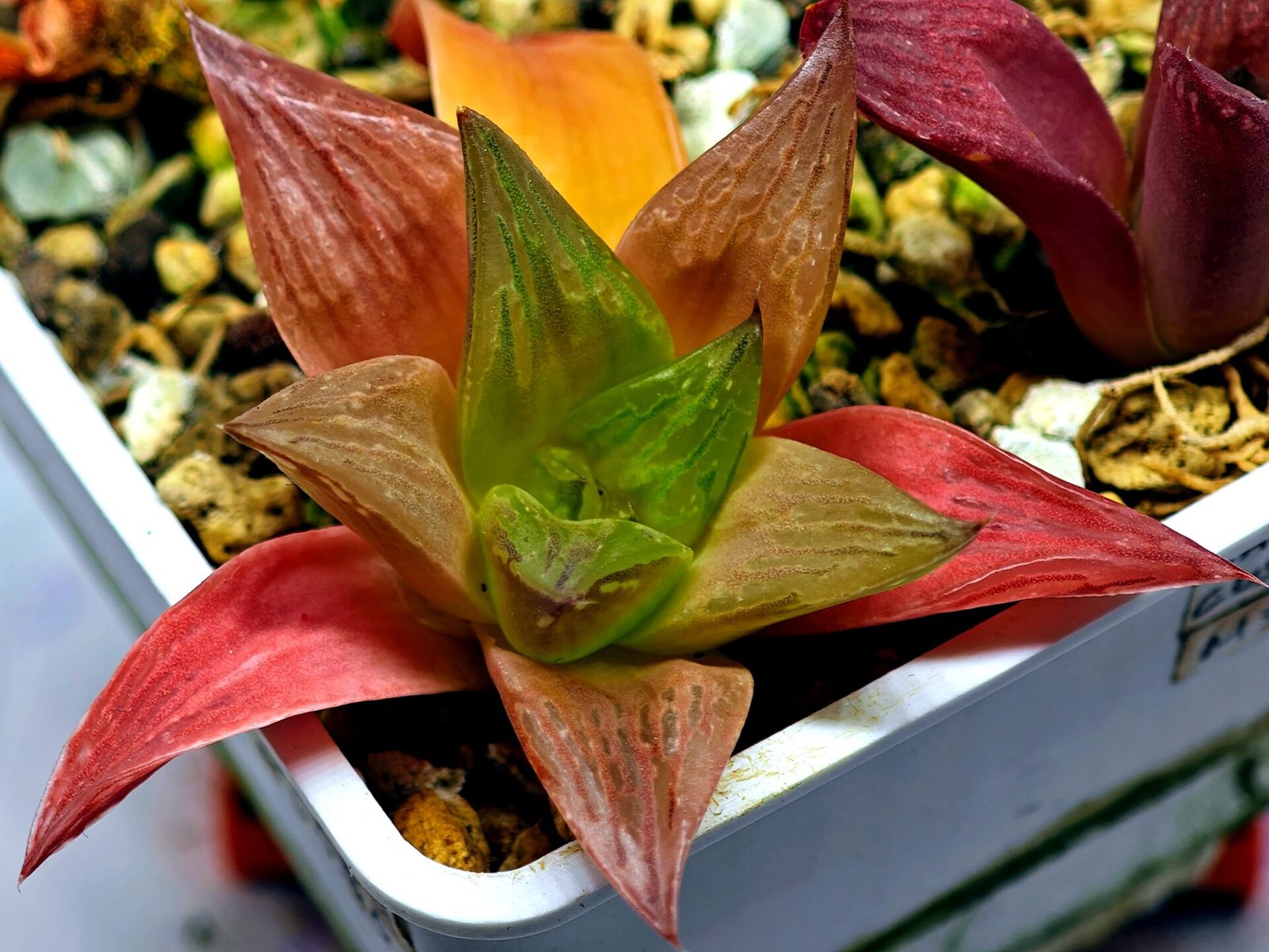 Haworthia Seedling MS 080 Black Major x Cymbiformis - 3