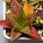 Haworthia Seedling MS 080 Black Major x Cymbiformis - 4