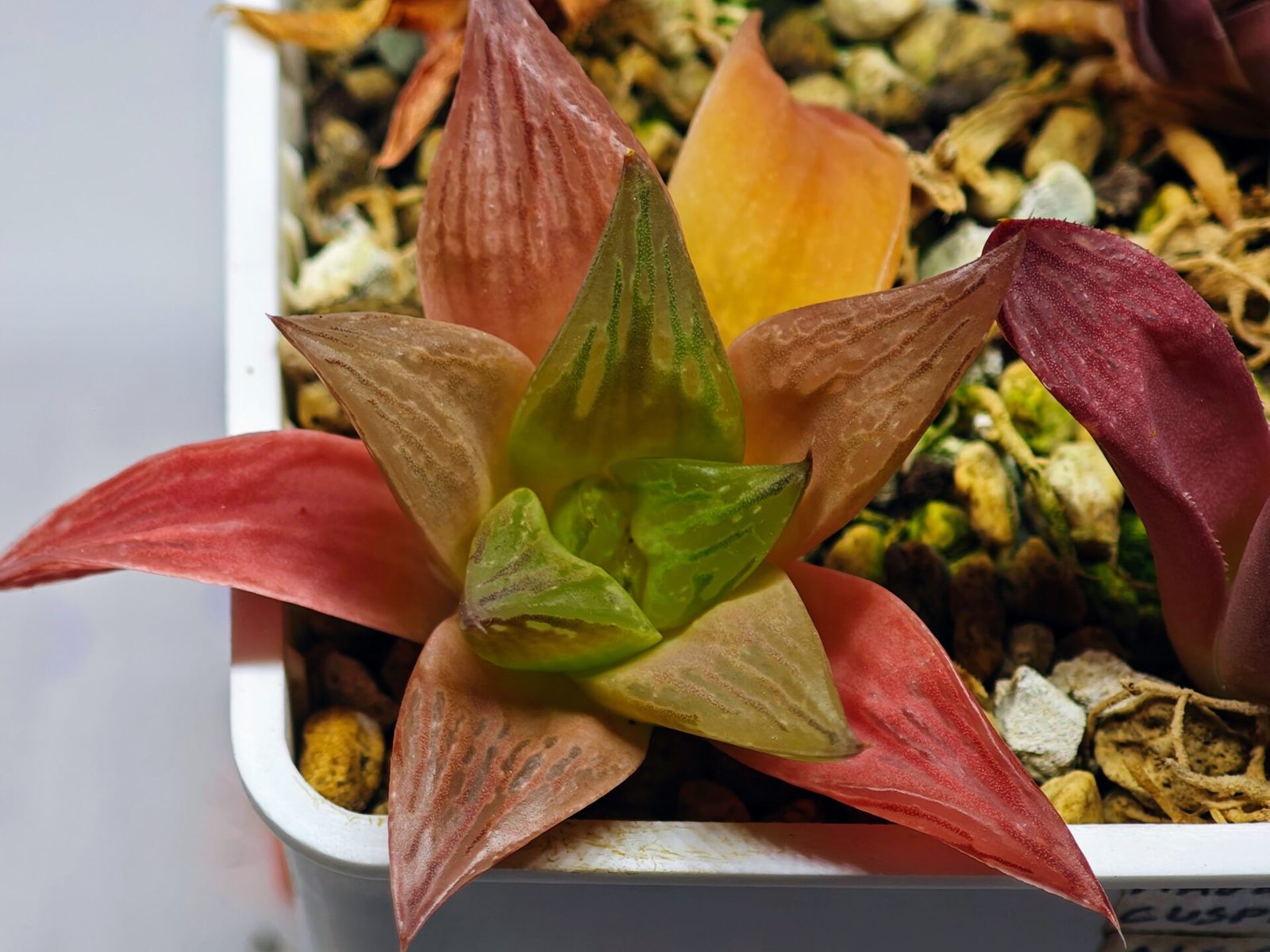 Haworthia Seedling MS 080 Black Major x Cymbiformis - 4