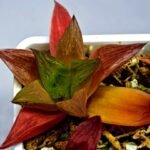 Haworthia Seedling MS 080 Black Major x Cymbiformis - 6