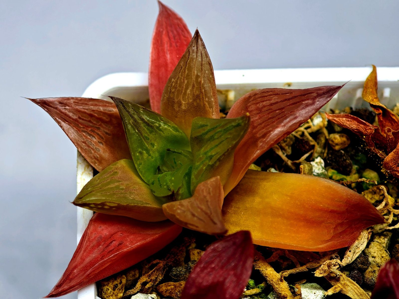 Haworthia Seedling MS 080 Black Major x Cymbiformis - 6