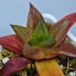 Haworthia Seedling MS 080 Black Major x Cymbiformis - 7
