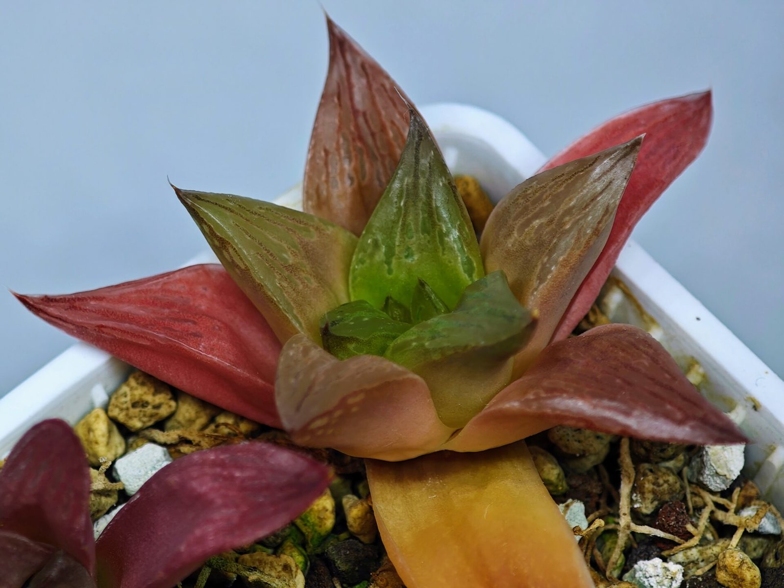 Haworthia Seedling MS 080 Black Major x Cymbiformis - 7