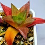 Haworthia Seedling MS 080 Black Major x Cymbiformis - 8