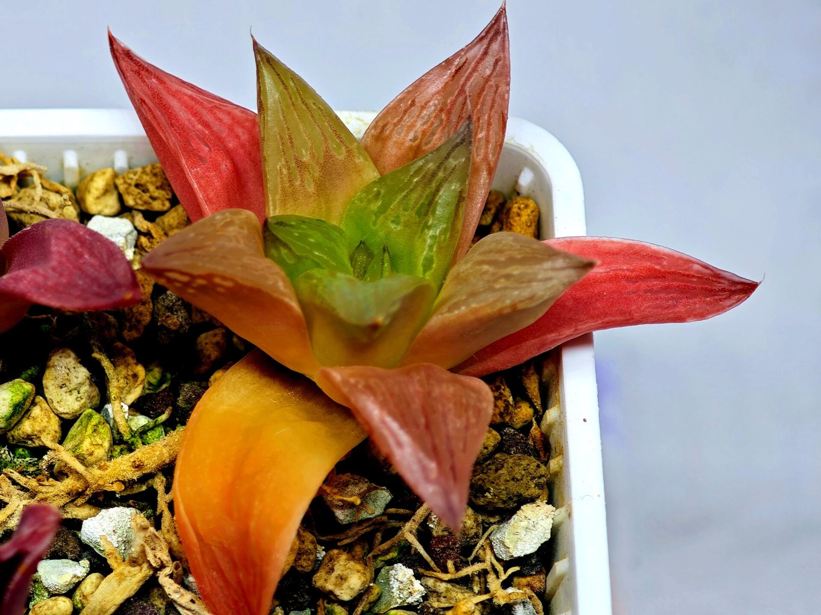 Haworthia Seedling MS 080 Black Major x Cymbiformis - 8