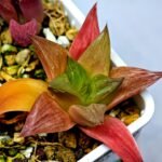 Haworthia Seedling MS 080 Black Major x Cymbiformis - 9