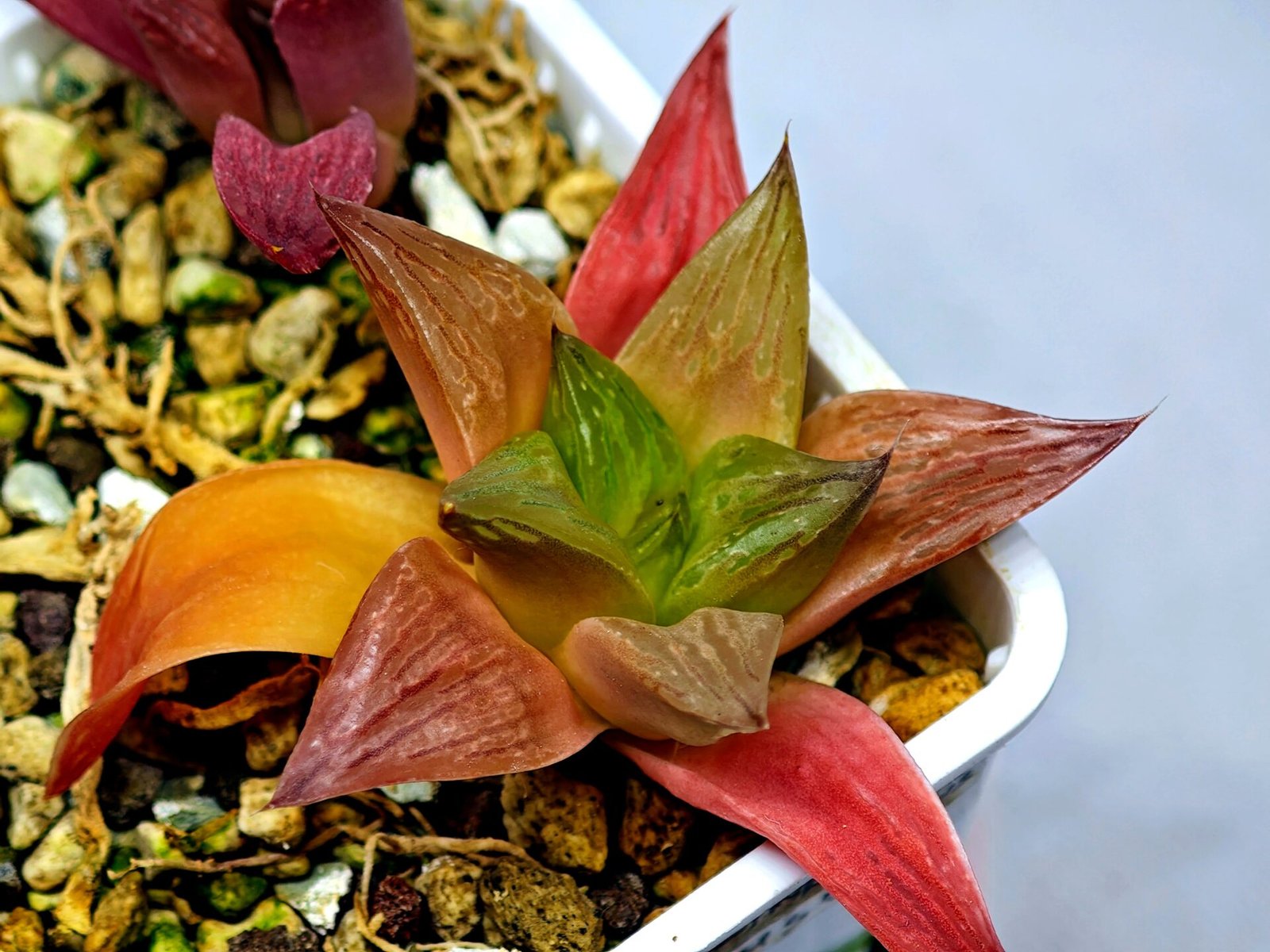 Haworthia Seedling MS 080 Black Major x Cymbiformis - 9