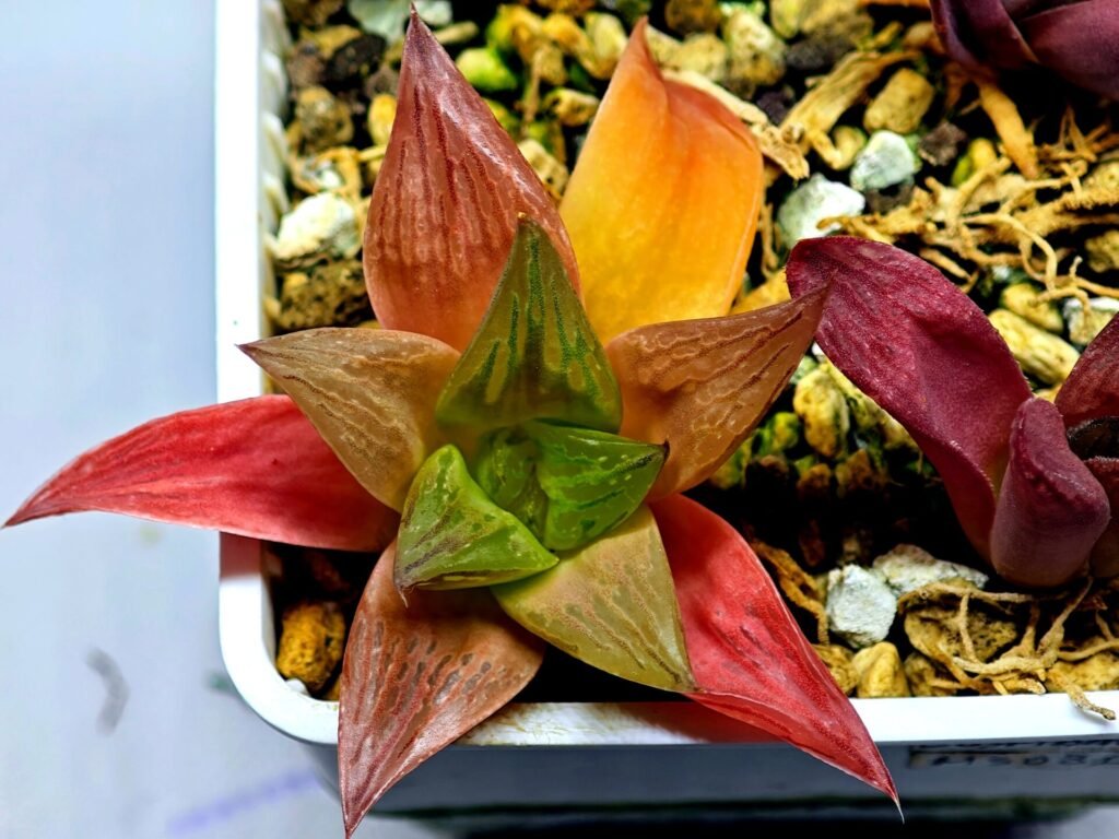 Haworthia Seedling MS 080 Black Major x Cymbiformis - 10