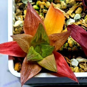 Haworthia Seedling MS 080 Black Major x Cymbiformis - 10