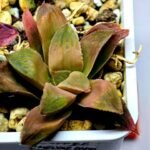 Haworthia Seedling Coffee x Emelyae Badia MS104 - 1