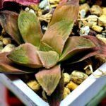 Haworthia Seedling Coffee x Emelyae Badia MS104 - 2
