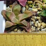 Haworthia Seedling Coffee x Emelyae Badia MS104 - 3