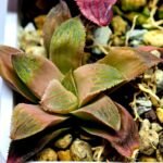 Haworthia Seedling Coffee x Emelyae Badia MS104 - 4