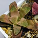 Haworthia Seedling Coffee x Emelyae Badia MS104 - 5
