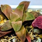Haworthia Seedling Coffee x Emelyae Badia MS104 - 6