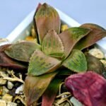 Haworthia Seedling Coffee x Emelyae Badia MS104 - 7