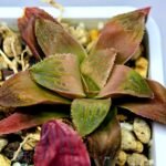 Haworthia Seedling Coffee x Emelyae Badia MS104 - 8