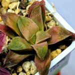Haworthia Seedling Coffee x Emelyae Badia MS104 - 9