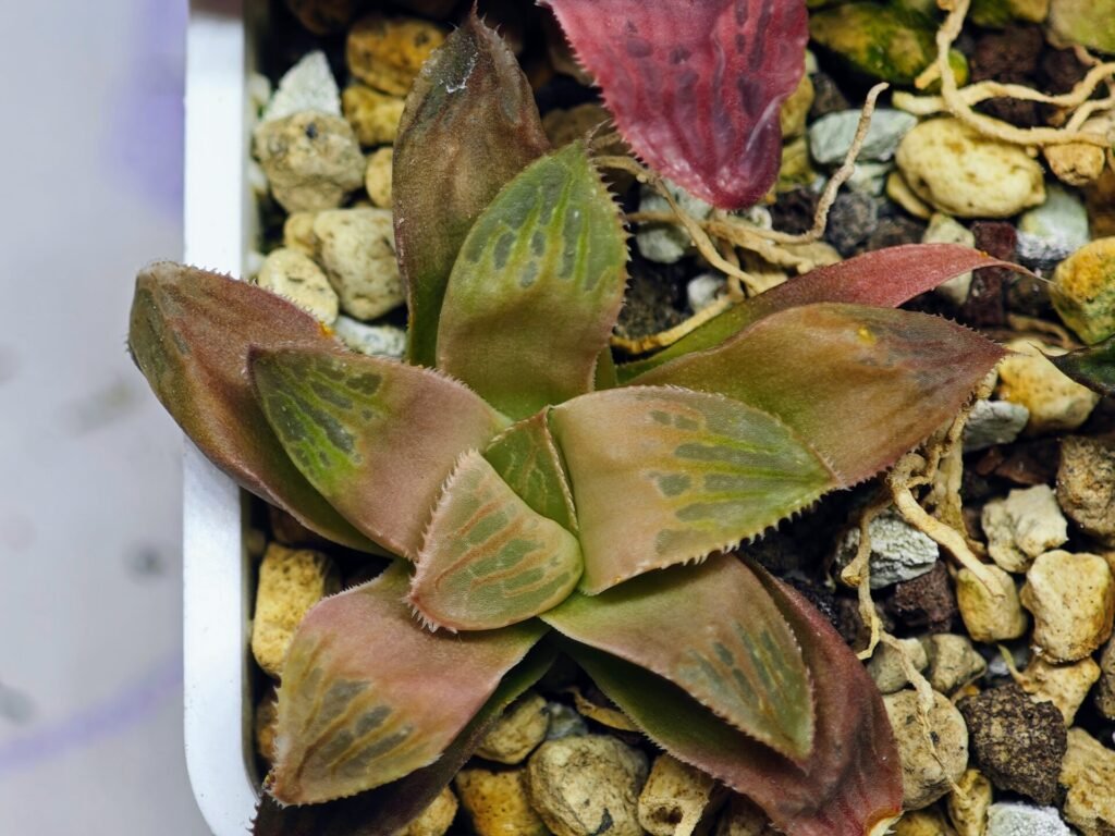 Haworthia Seedling Coffee x Emelyae Badia MS104 - 10