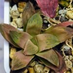 Haworthia Seedling Coffee x Emelyae Badia MS104 - 10