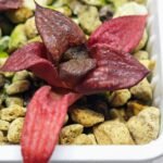 Haworthia Seedling MS127 Painted Glass - 1