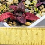 Haworthia Seedling MS127 Painted Glass - 2