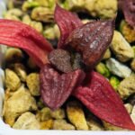 Haworthia Seedling MS127 Painted Glass - 4