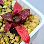 Haworthia Seedling MS127 Painted Glass - 9