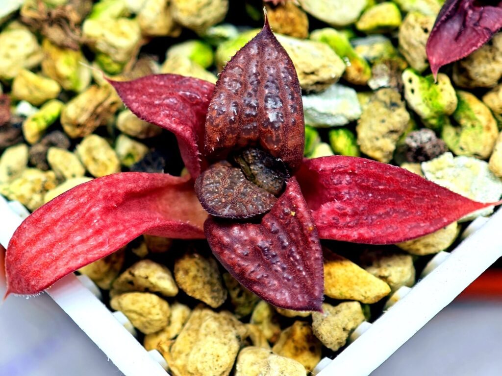 Haworthia Seedling MS127 Painted Glass - 10