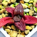 Haworthia Seedling MS127 Painted Glass - 10