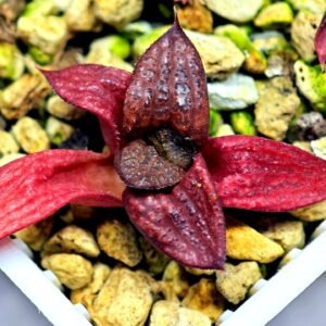 Haworthia Seedling MS127 Painted Glass - 10