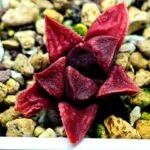Haworthia Seedling MS142 Picta Orange Blast Hybrid - 1