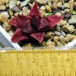 Haworthia Seedling MS142 Picta Orange Blast Hybrid - 2