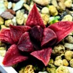 Haworthia Seedling MS142 Picta Orange Blast Hybrid - 3