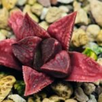 Haworthia Seedling MS142 Picta Orange Blast Hybrid - 4