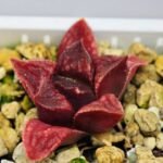 Haworthia Seedling MS142 Picta Orange Blast Hybrid - 6