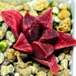Haworthia Seedling MS142 Picta Orange Blast Hybrid - 8