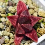 Haworthia Seedling MS142 Picta Orange Blast Hybrid - 9