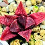 Haworthia Seedling MS142 Picta Orange Blast Hybrid - 10