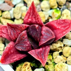 Haworthia Seedling MS142 Picta Orange Blast Hybrid - 10